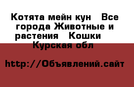 Котята мейн кун - Все города Животные и растения » Кошки   . Курская обл.